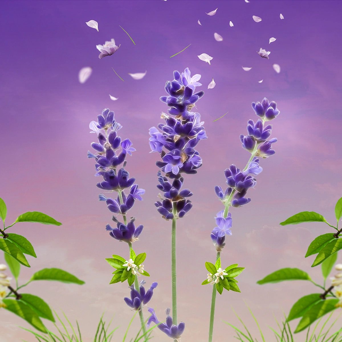 Midnight Blossom - Parfum